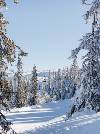 Skog Granat Vinter DSC1544 (1)
