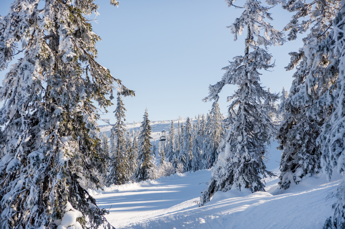 Skog Granat Vinter DSC1544 (1)