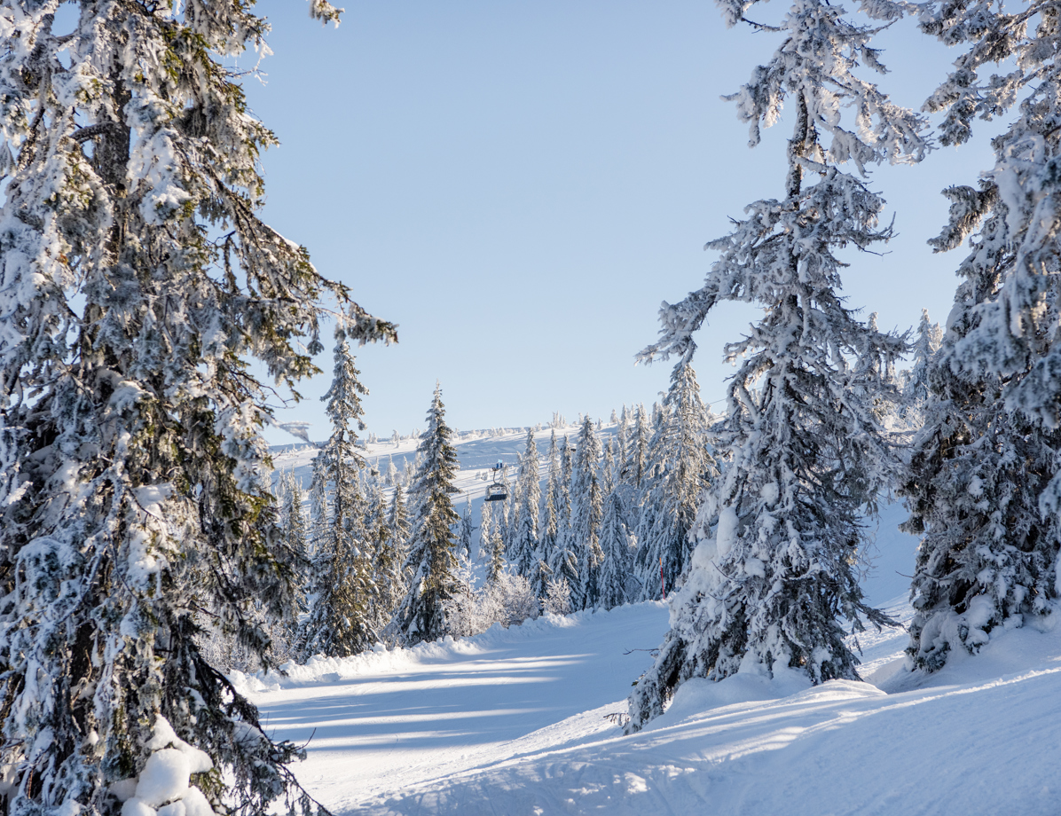 Skog Granat Vinter DSC1544 (1)